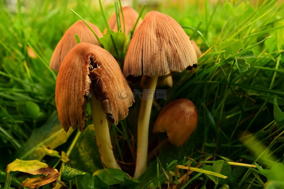蘑菇,草地上的蘑菇,蘑菇属