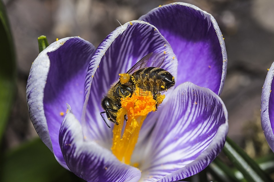 蜜蜂,番红花,春