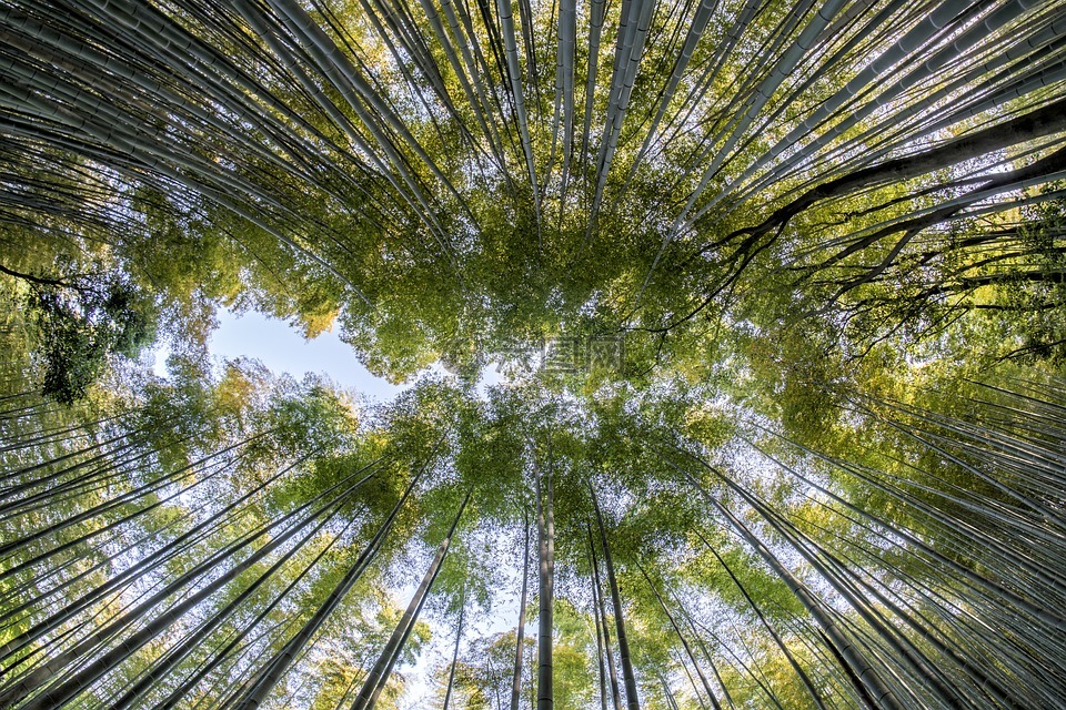 竹,森林,自然