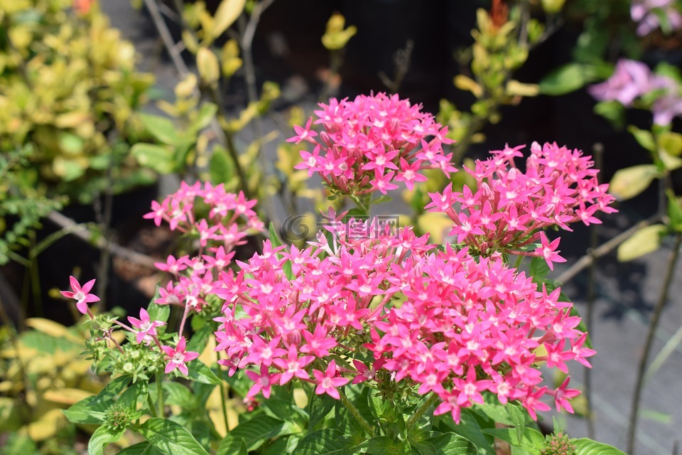 杜鹃花,粉红色的花,开花