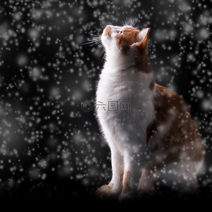 雪,猫,冬天