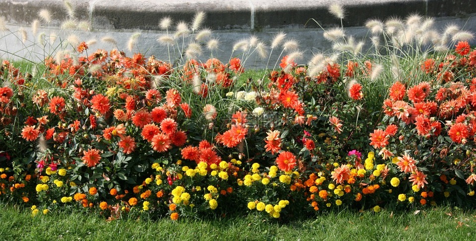 鲜花,花园,花坛