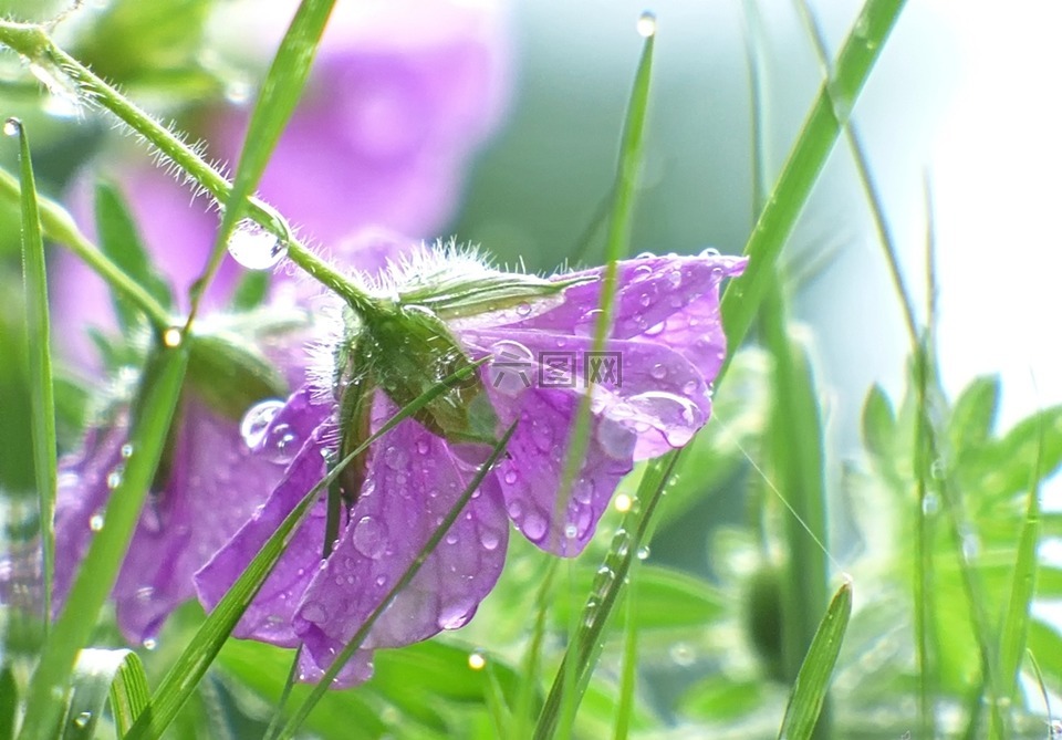 鲜花,雨,雨滴