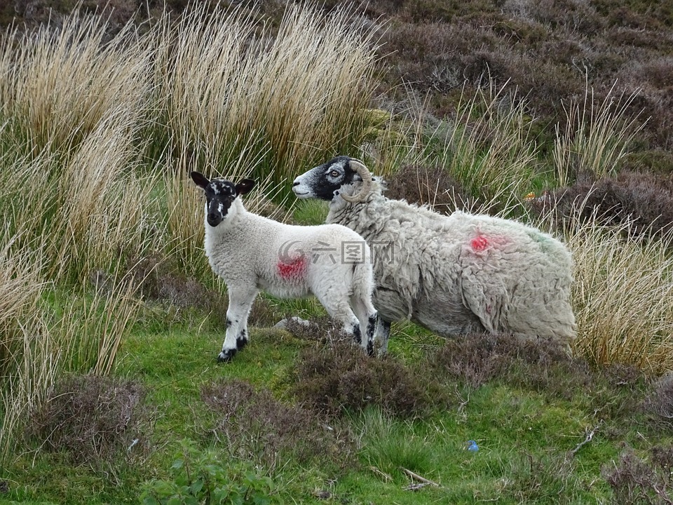 羊,母羊,羊肉