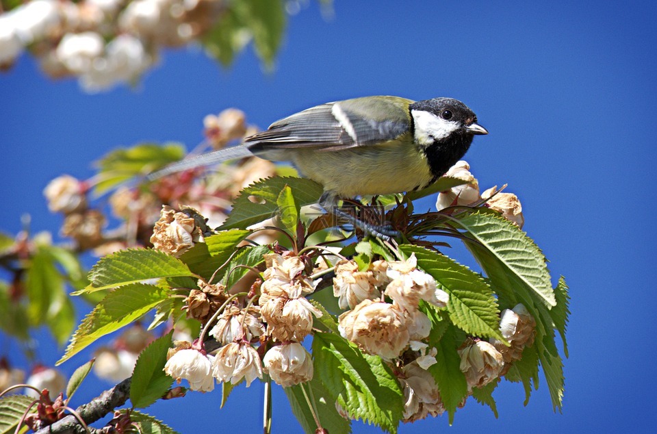 鸟,山雀,parus 主要