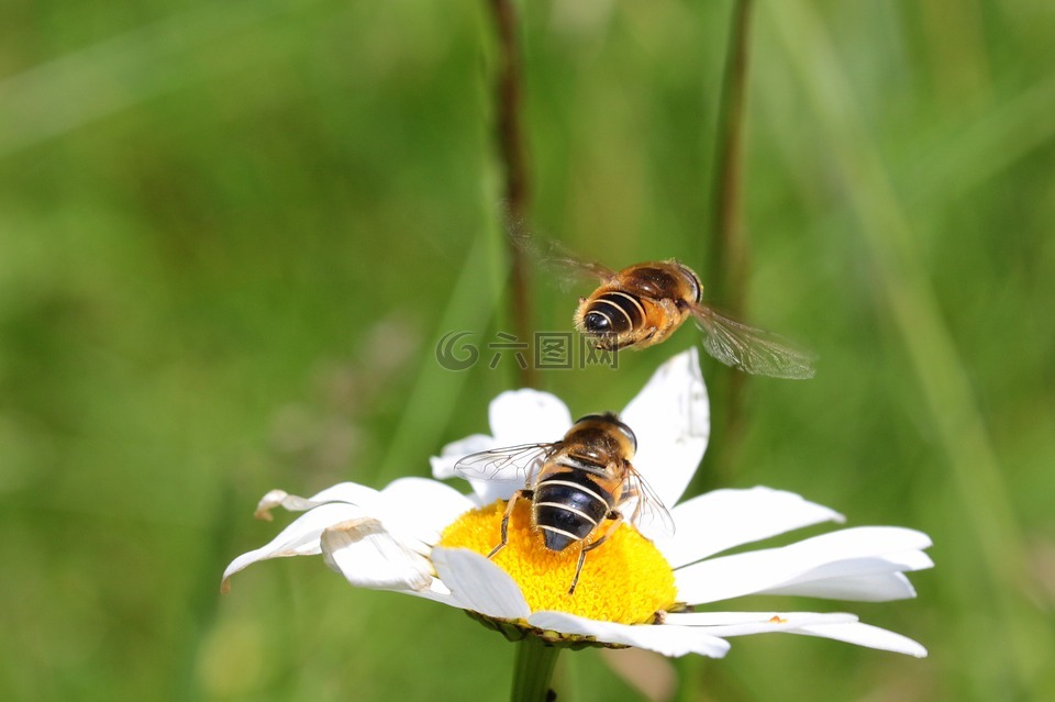 蜜蜂,常见的沙蜜蜂,黄柄andrena