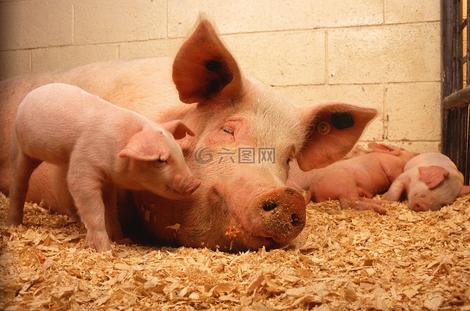 猪,家养,动物