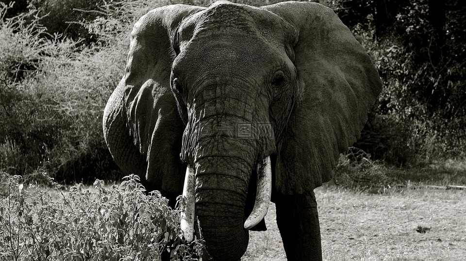 象,马尼亚拉国家公园,动物