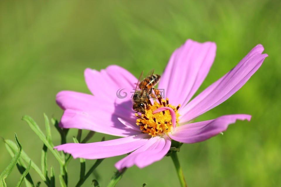 花卉,蜜蜂,cosmea