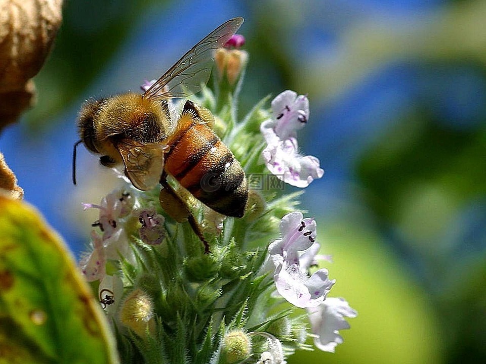 蜜蜂,尾巴,bug