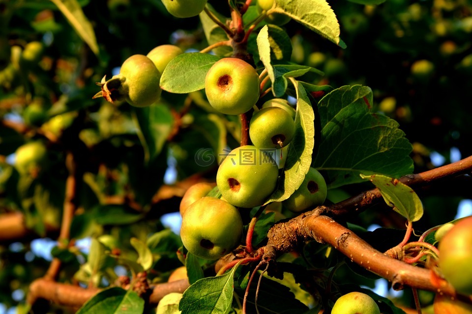 野生苹果,野生的增长,水果