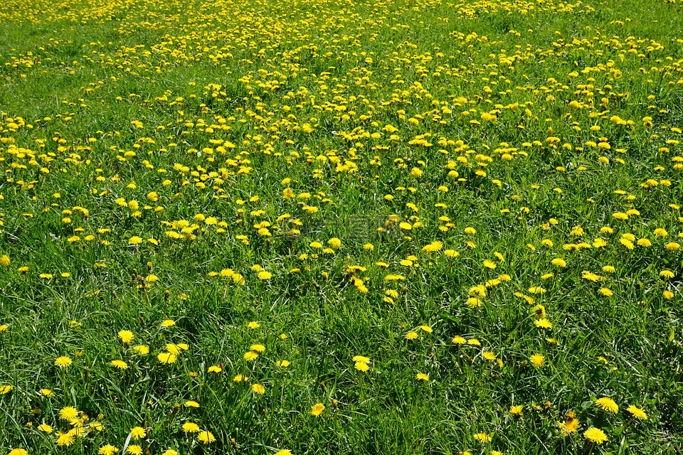 草地,黄色,绿色