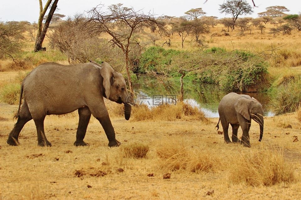 野生动物园,象,坦桑尼亚