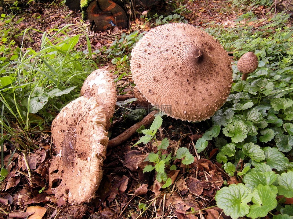 巨型屏幕真菌,牛肝菌,鼓槌