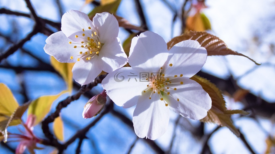 樱桃,春天的花朵,樱桃树