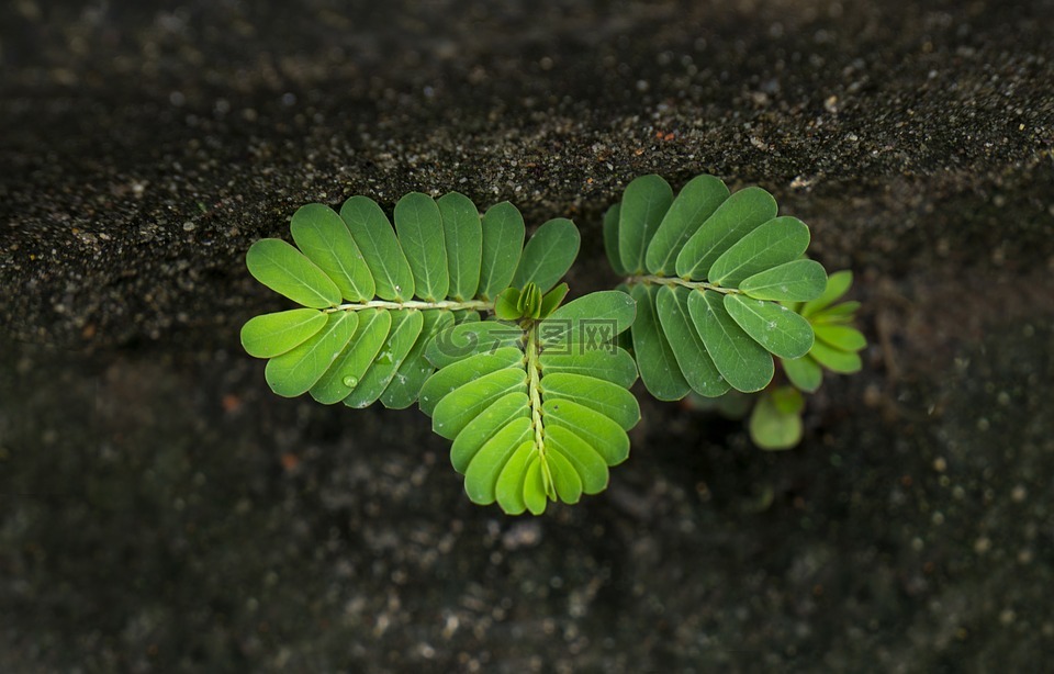 的生活,罗望子树,胚芽