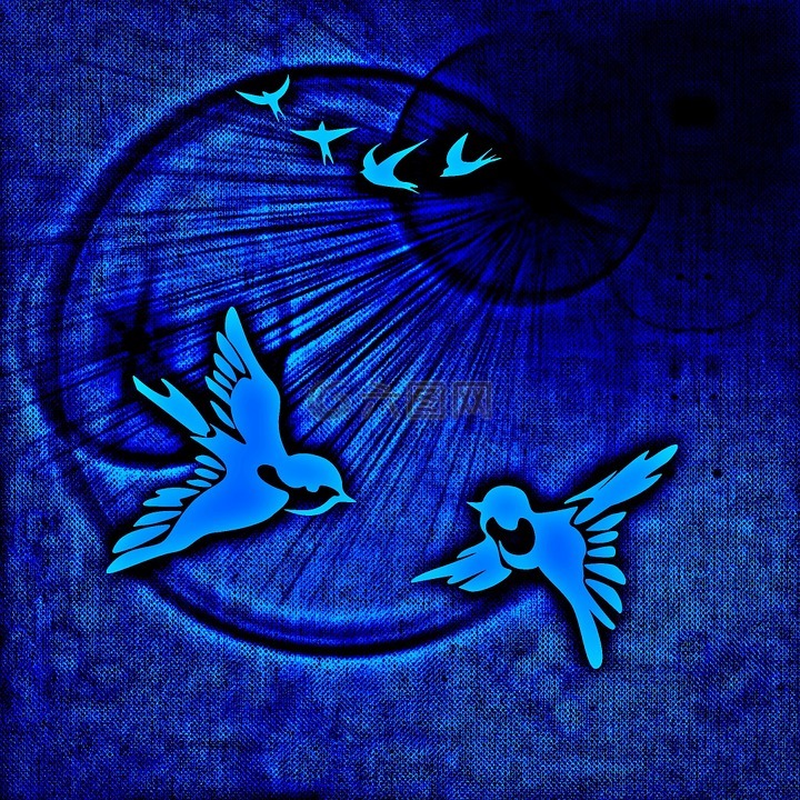 和平鸽,鸟类,和平