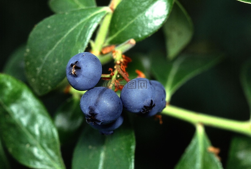蓝莓,水果,植物
