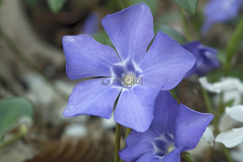 开花,紫,地面覆盖