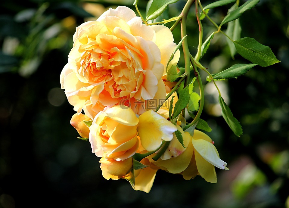 夏季,黄玫瑰,开花
