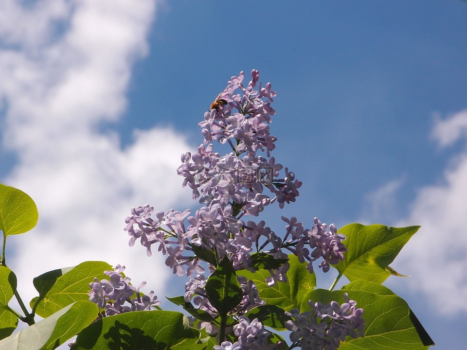天空,丁香,淡紫色的花