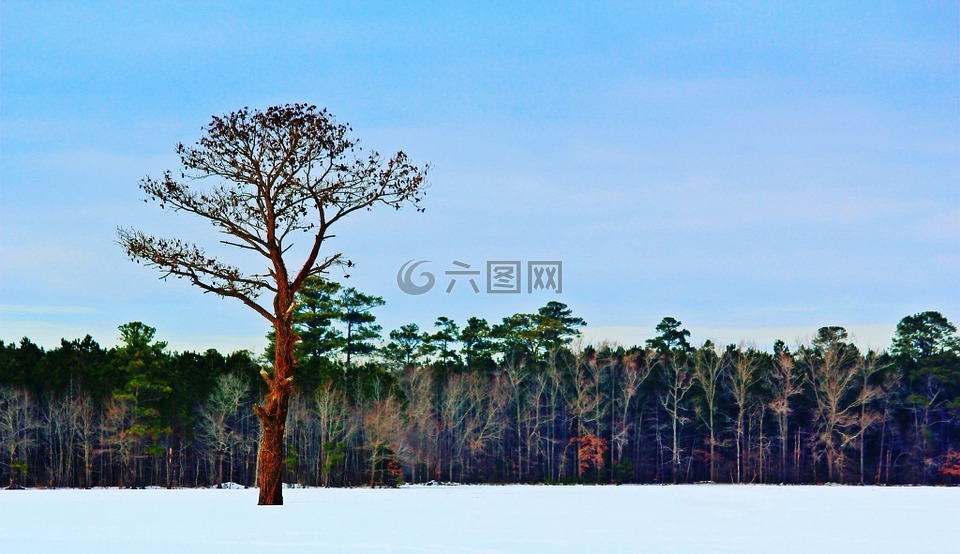 冬天,树,多彩