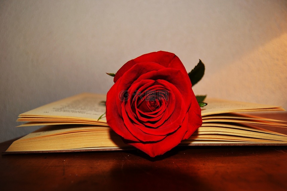 本书,玫瑰,玫瑰红色的