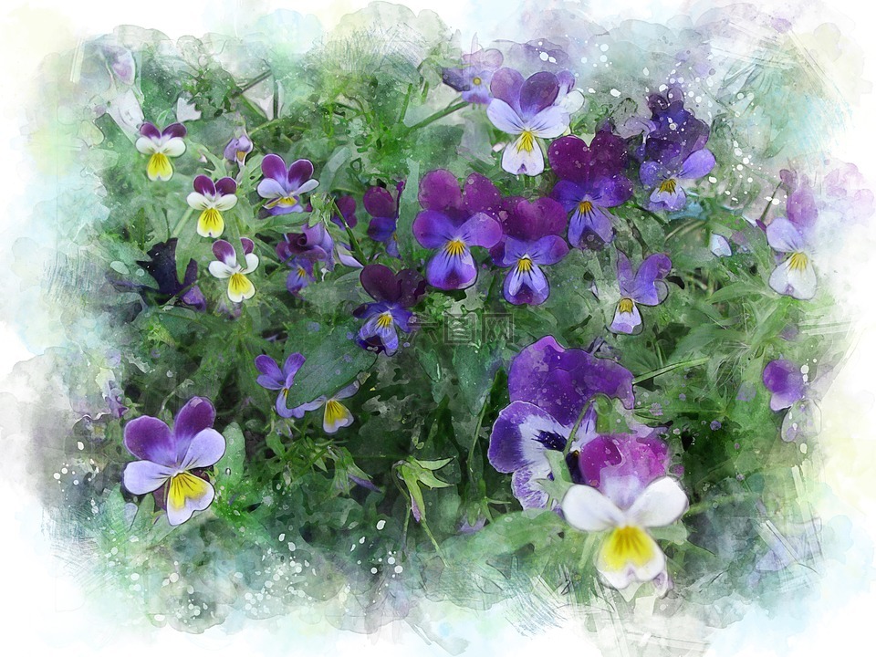 紫罗兰色,花卉,多颜色