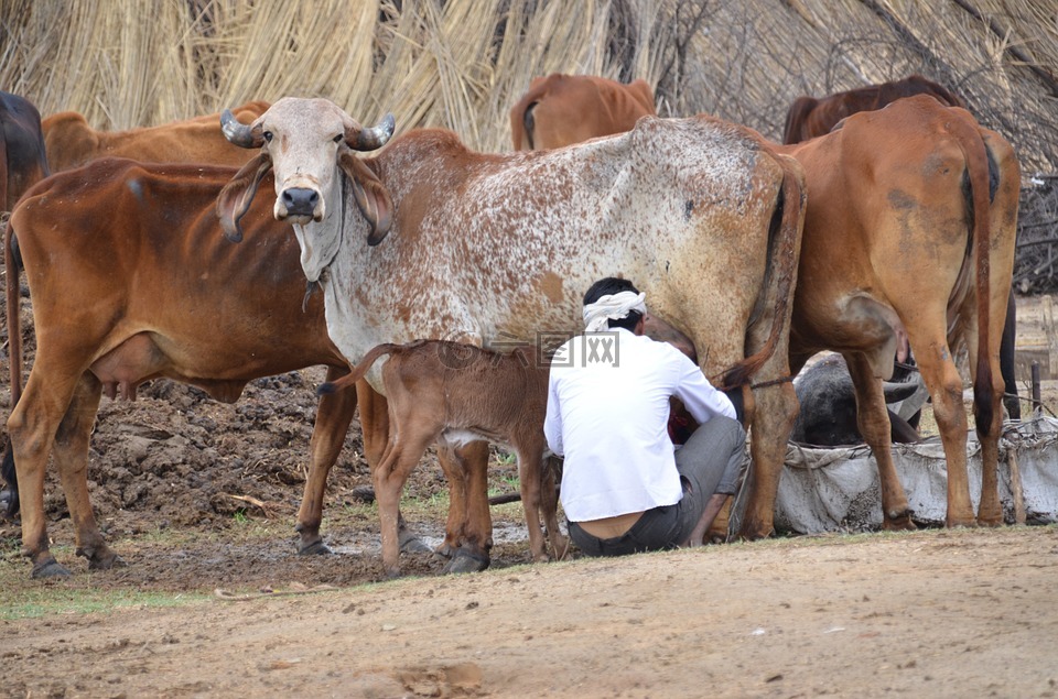 哺乳动物,印度,母牛