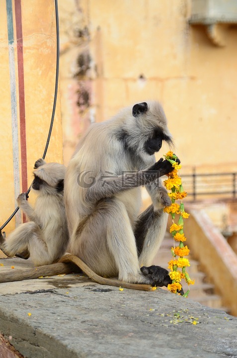 猴子,鲜花,食品