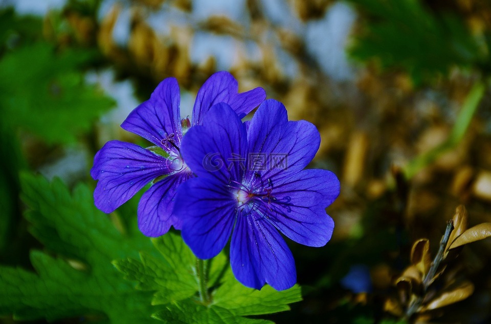 蓝色,花,紫罗兰色