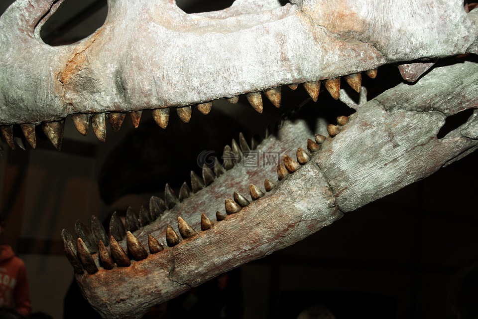 恐龙,化石,骨架