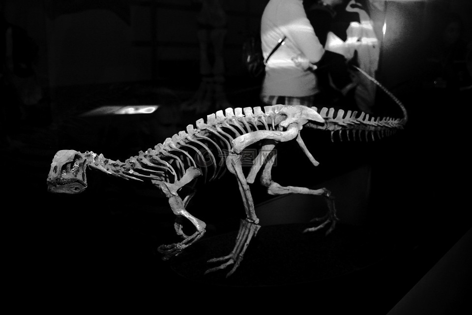 恐龙,化石,骨