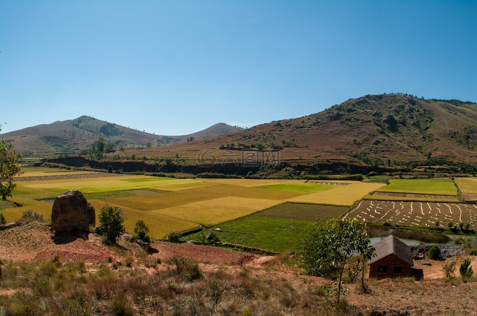 农村,马达加斯加,稻田