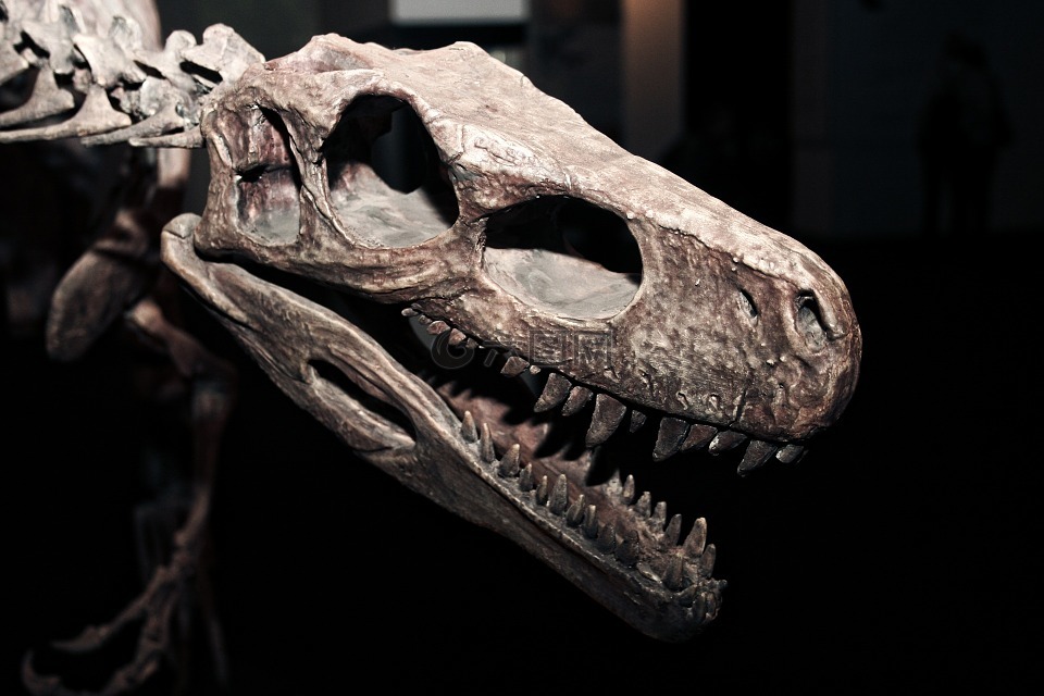 恐龙,化石,骨