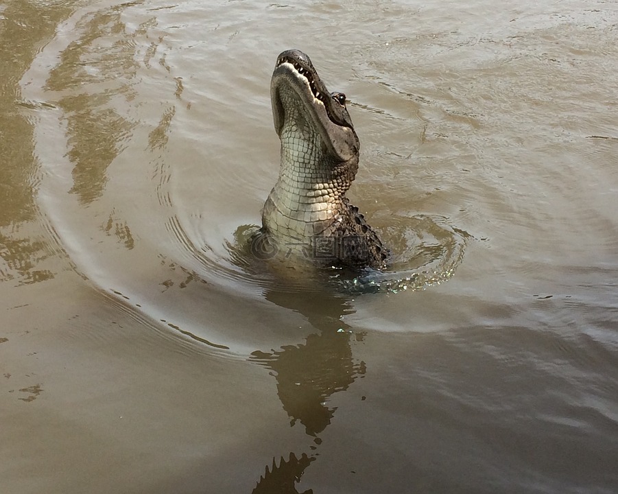 gator,沼泽,鳄鱼