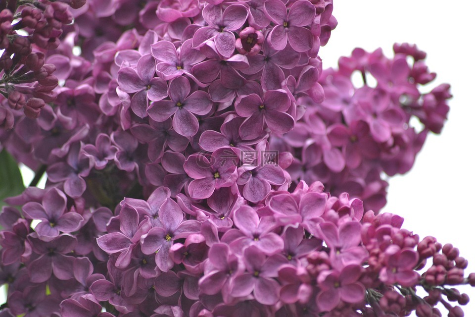 紫丁香,春天,五月