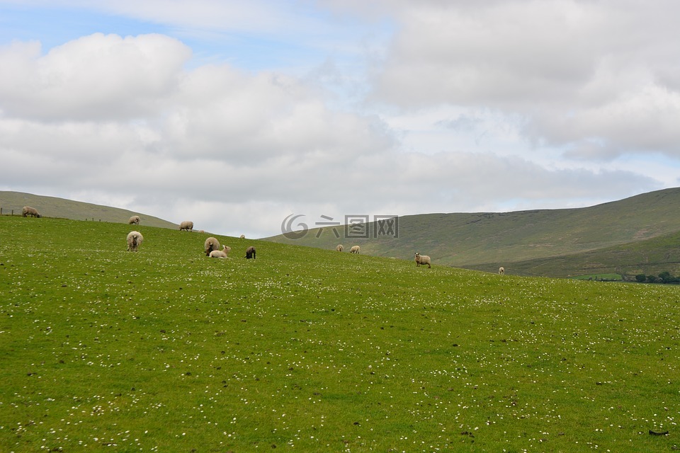 动物,性质,爱尔兰羊羊羊