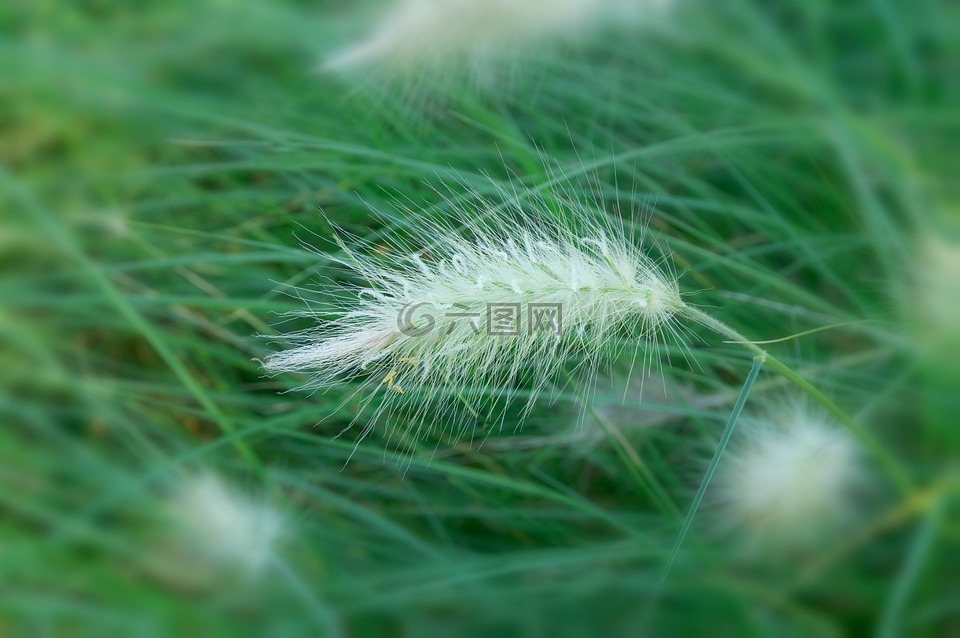 dallisgrass,狼尾草砂仁,植物