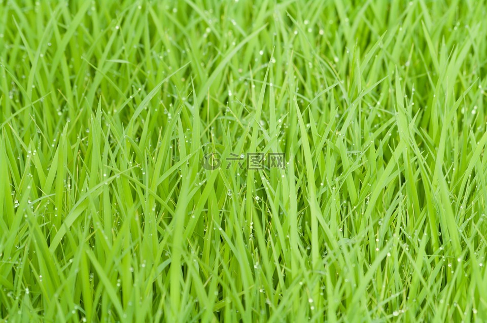 稻田,绿色,草
