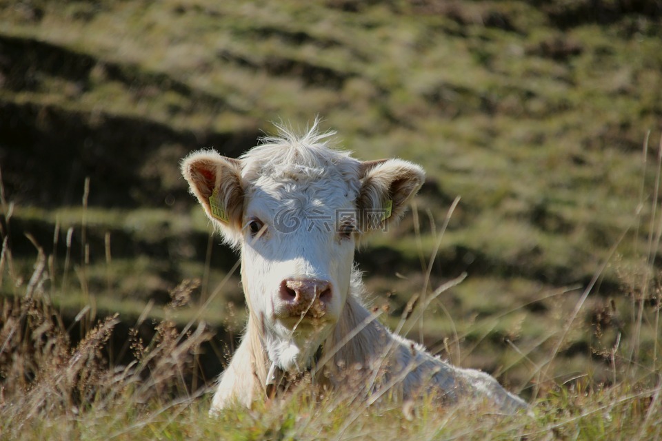 格劳宾登,瑞士,小牛
