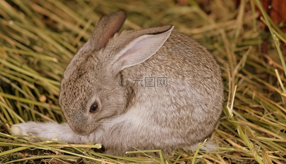 兔子,灰色,可爱