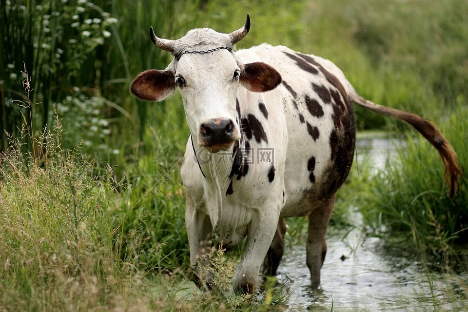 牛,斑,水