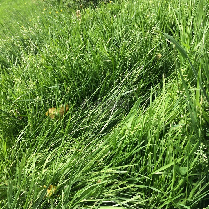 草,绿色,草甸