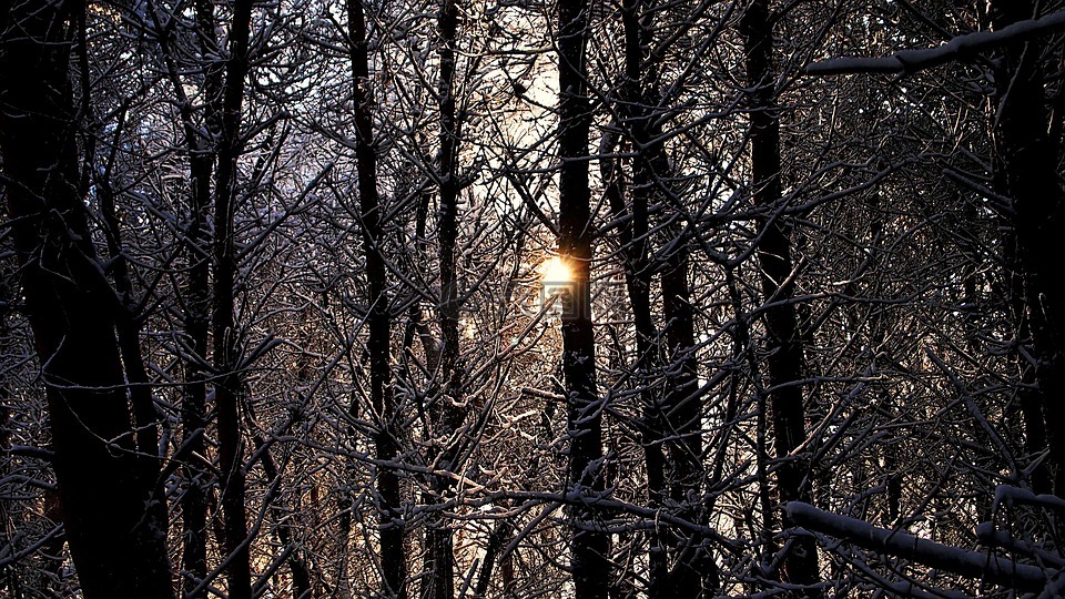 林,雪,冬季景观
