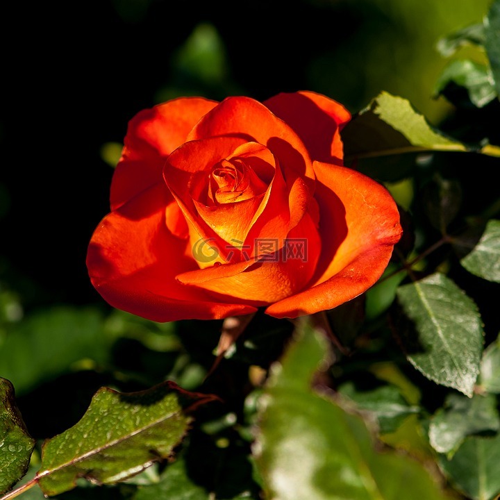 玫瑰,橙色红色的,花朵绽放