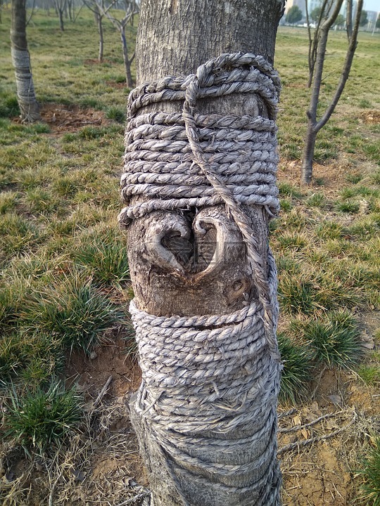 tree,heart,plant