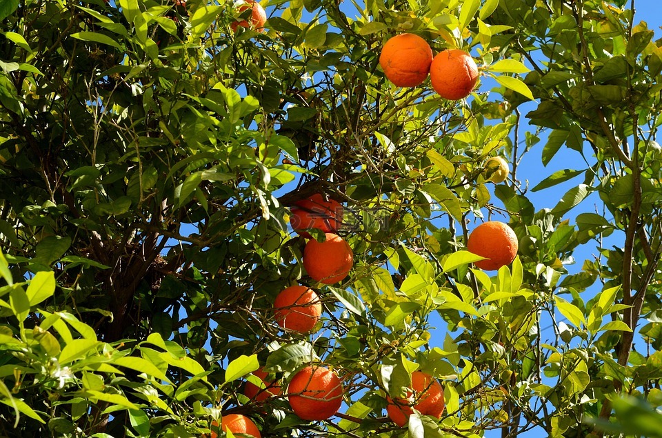 橙色,橙,橙树