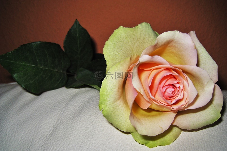 玫瑰,情人节,爱情之花