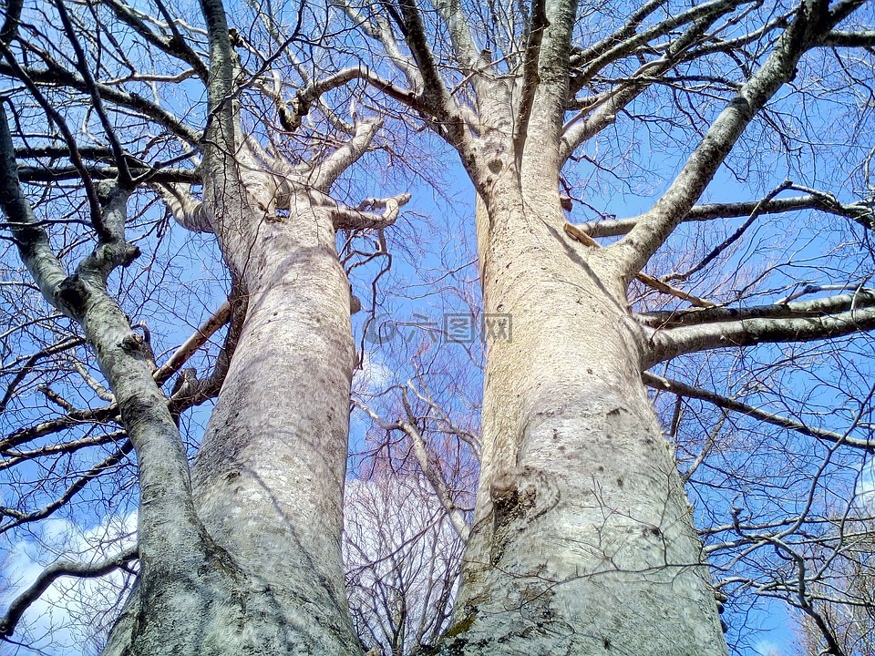 树,树干,天空
